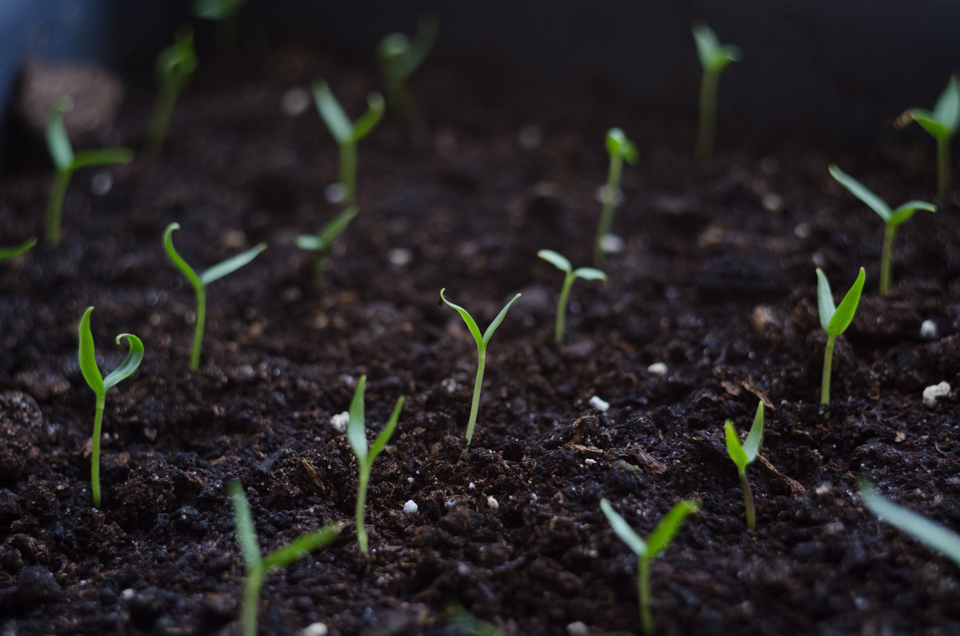 Close up Young seed germination and plant growing with rain water drop over green and morning sunlight environment